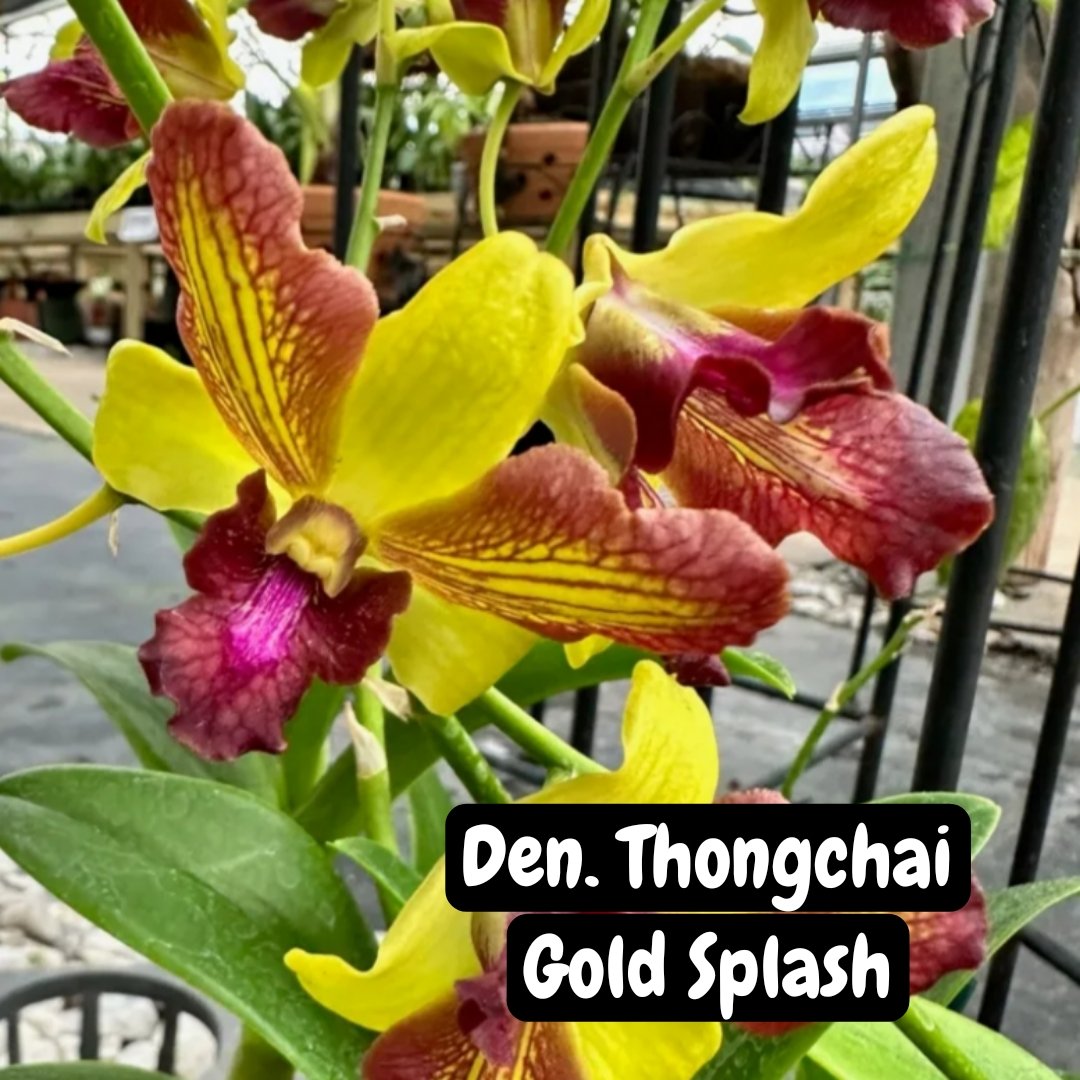 Dendrobium Orchid ' Thongchai Gold Splash '