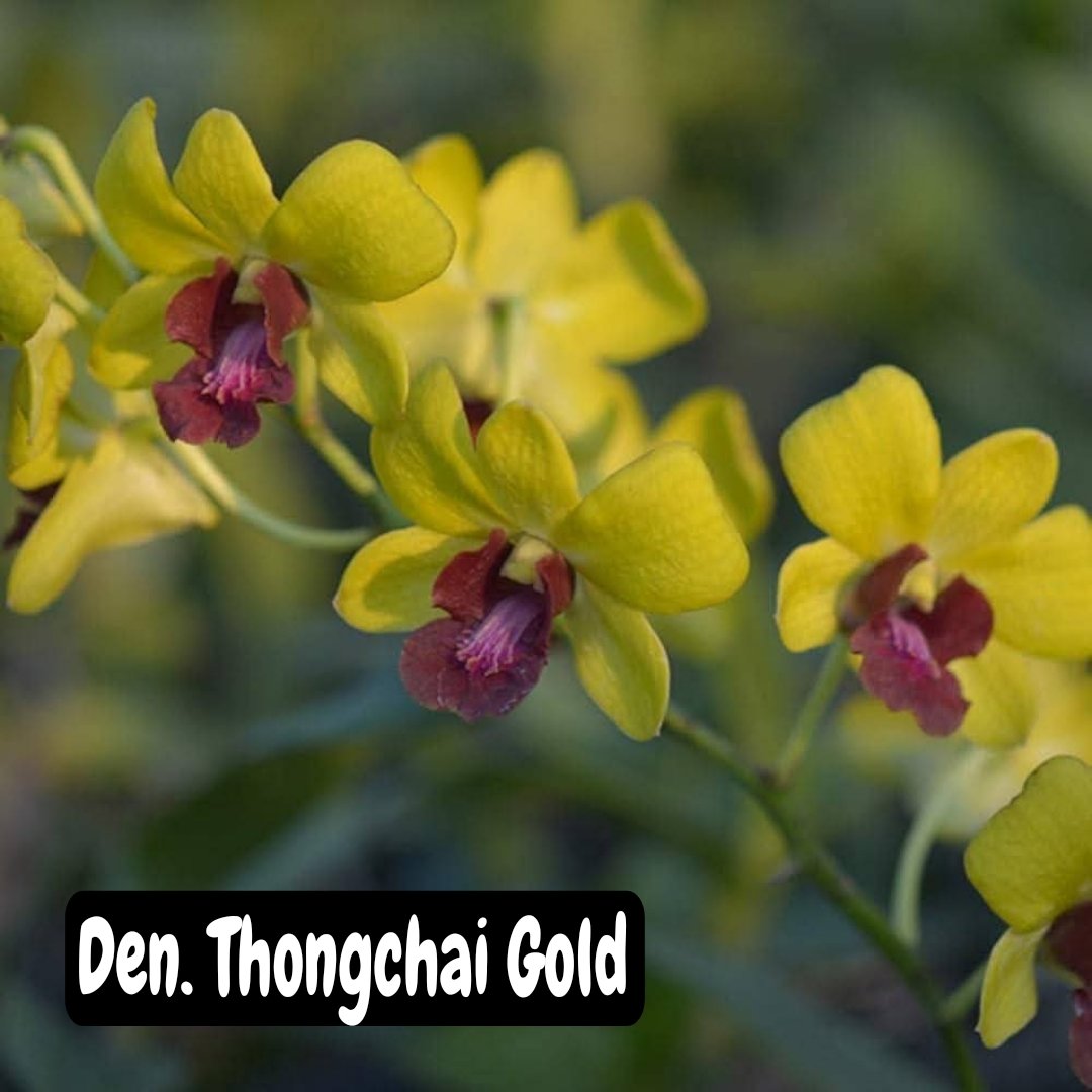 Dendrobium Orchid ' Thongchai Gold'