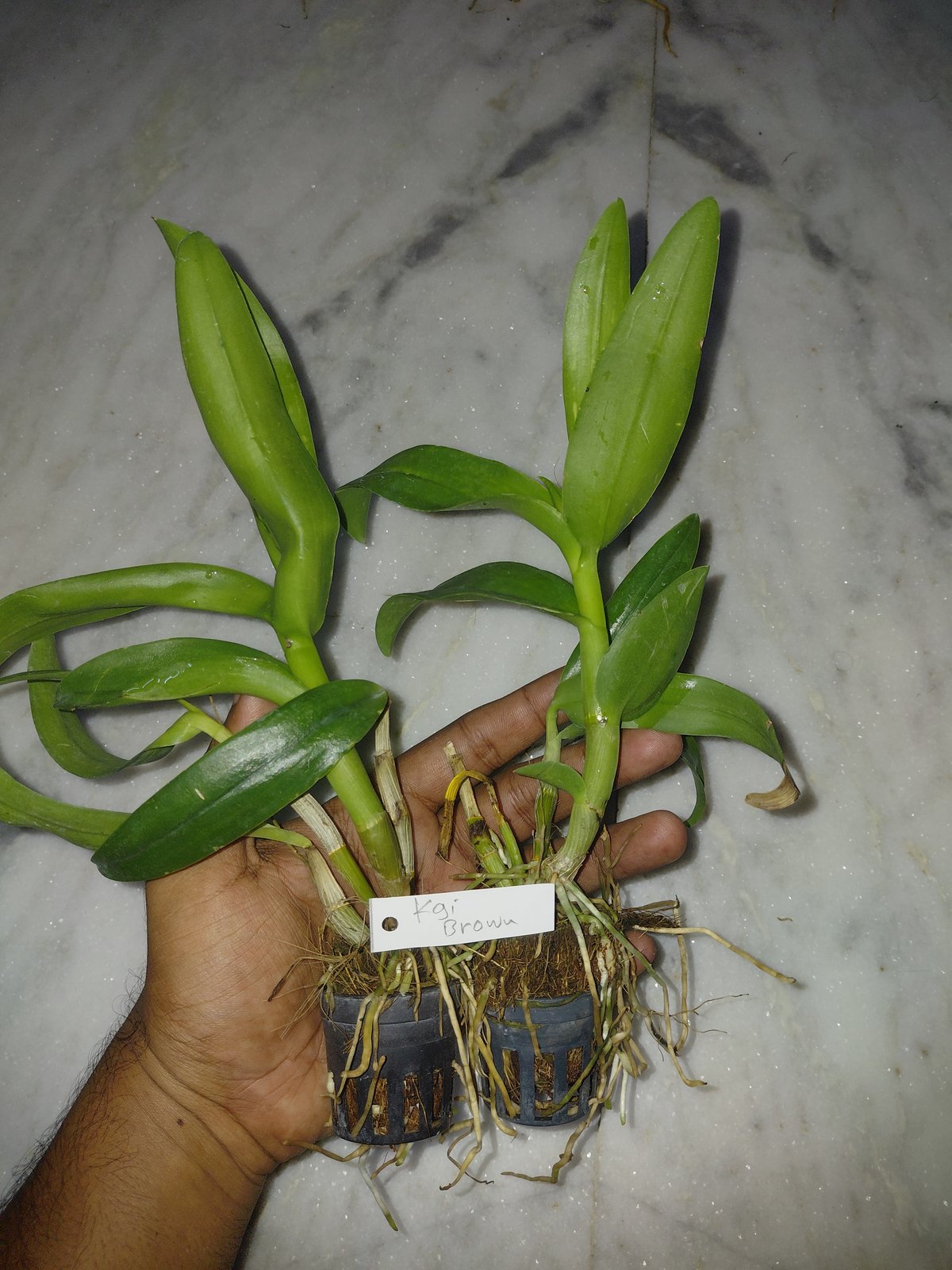 Dendrobium Orchid ' KGI BROWN '