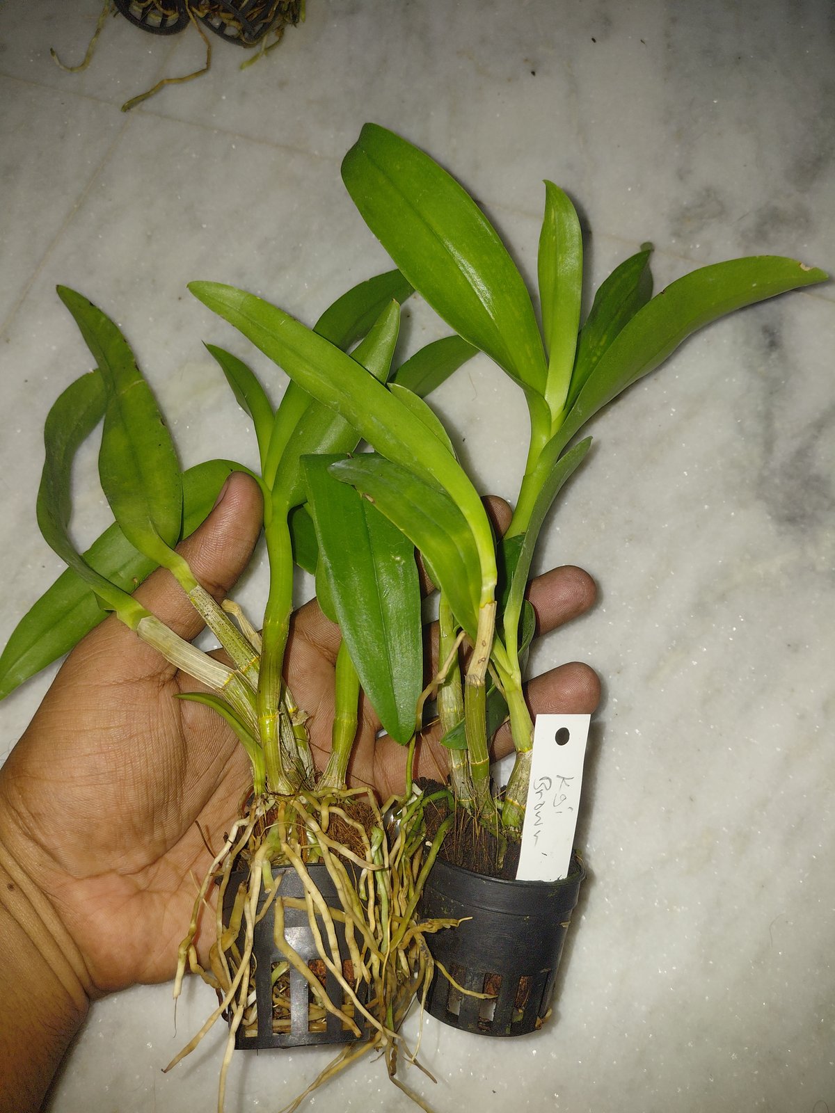 Dendrobium Orchid ' KGI BROWN '