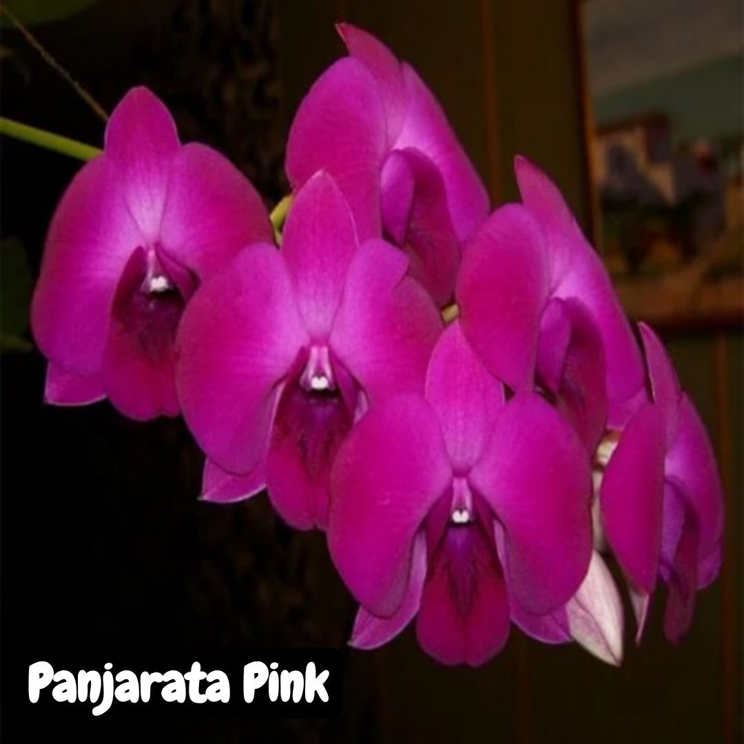 Dendrobium Orchid ' Panjarata Pink '