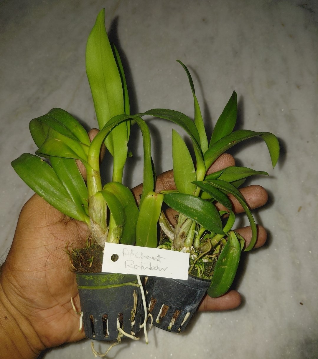 Dendrobium Orchid ' Apichart Rainbow '