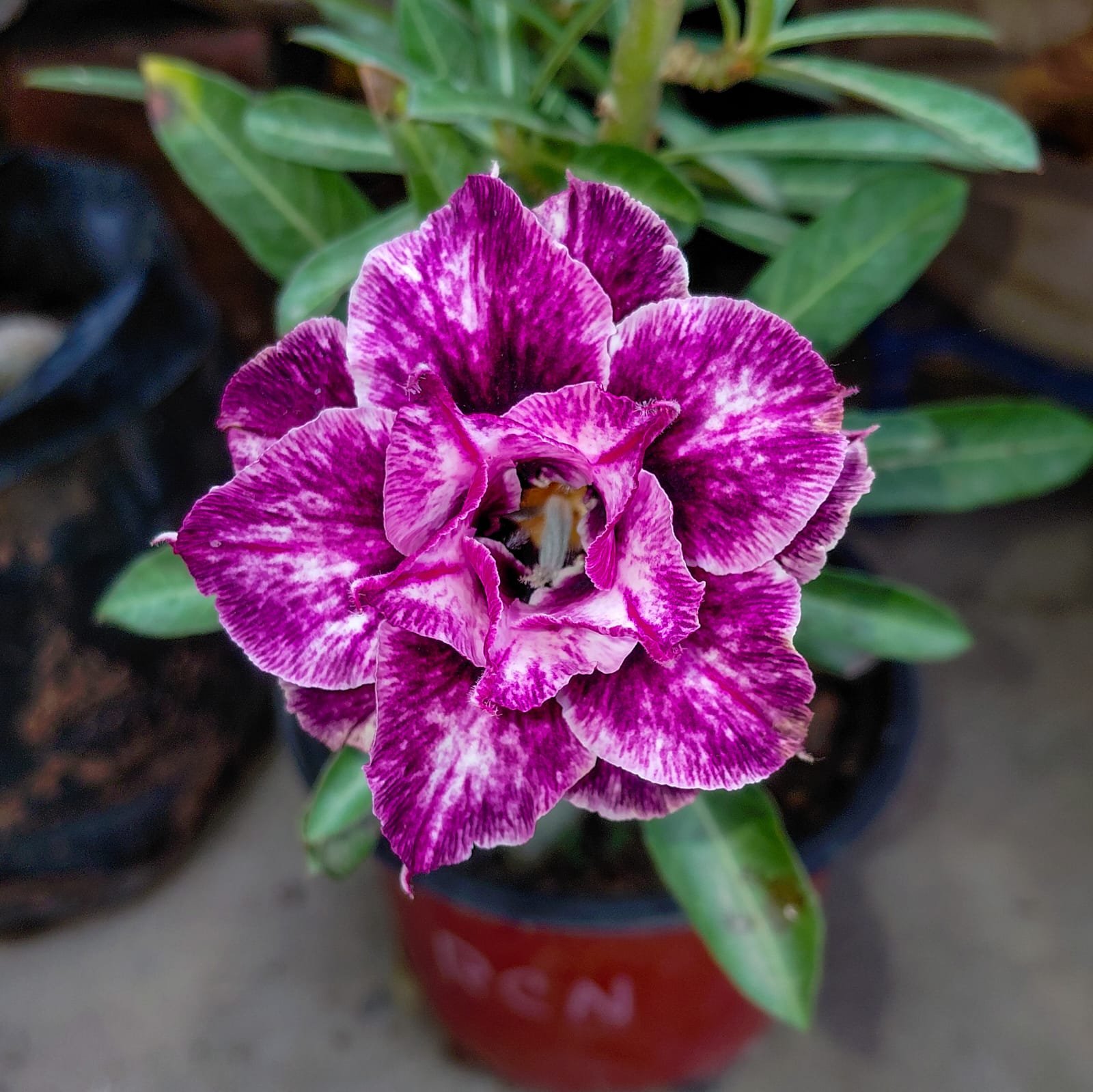 Adenium 'Purple Galaxy' — Triple Petal