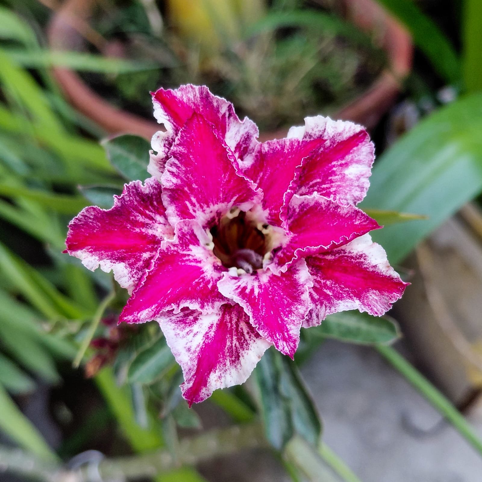 Adenium 'Pink Star' — Double Petal